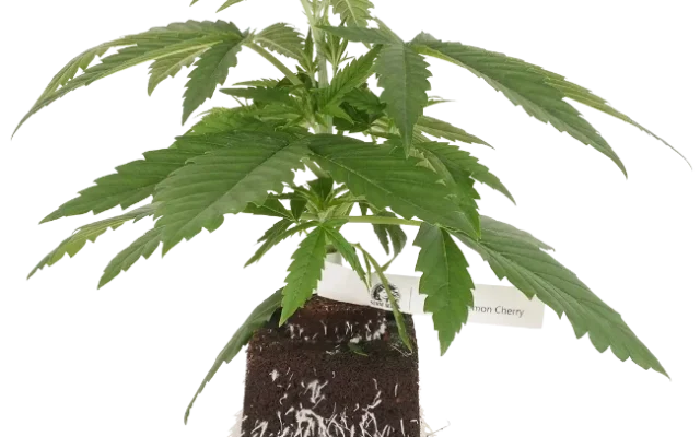Super Lemon Cherry feminisierte Cannabispflanzen, 1 Samenpflanze – Produktabbildung des Herstellers