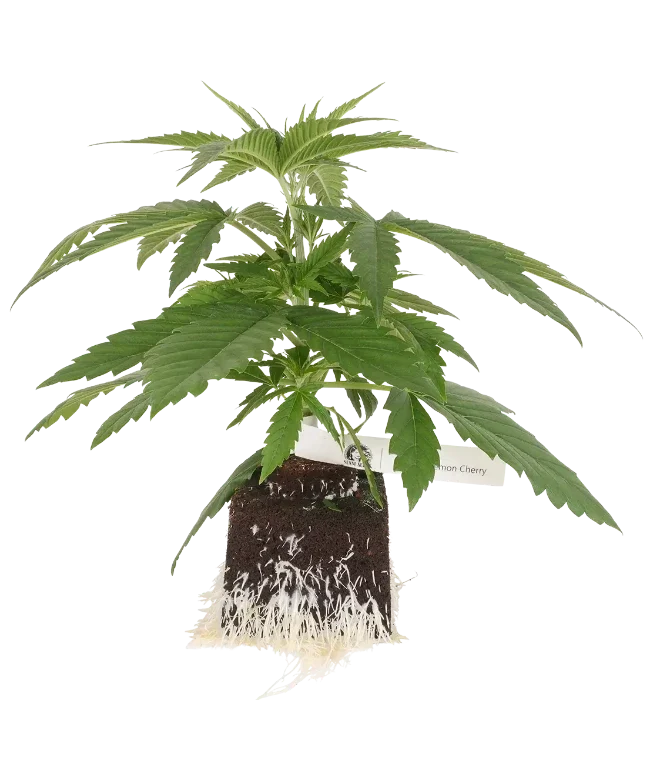 Super Lemon Cherry feminisierte Cannabispflanzen, 1 Samenpflanze – Produktabbildung des Herstellers