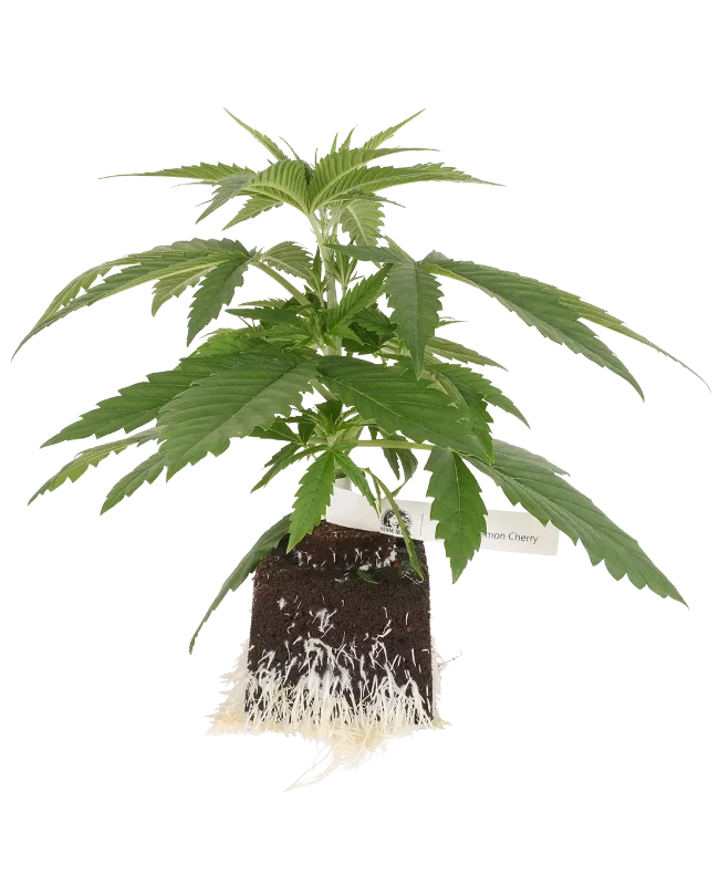 Super Lemon Cherry feminisierte Cannabispflanzen, 1 Samenpflanze – Produktabbildung des Herstellers