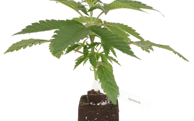 Triple Mints XXL feminisierte Cannabispflanzen, 1 Samenpflanze – Produktabbildung des Herstellers