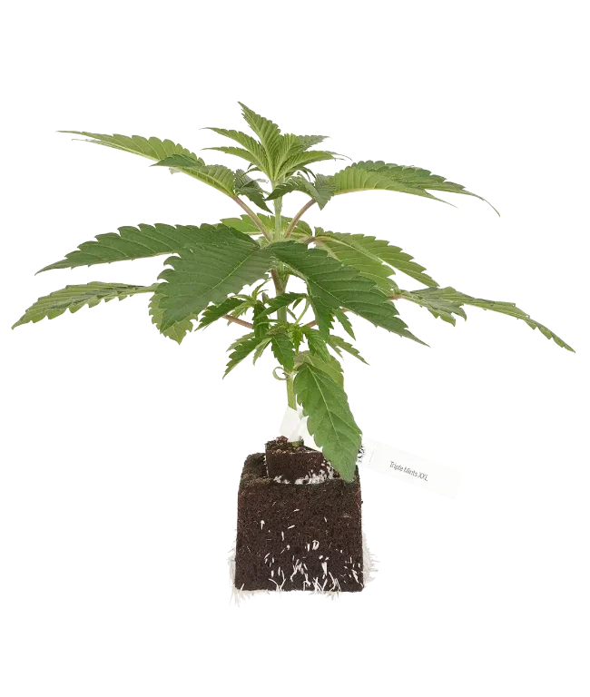 Triple Mints XXL feminisierte Cannabispflanzen, 1 Samenpflanze – Produktabbildung des Herstellers