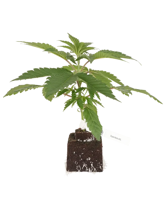 Triple Mints XXL feminisierte Cannabispflanzen, 1 Samenpflanze – Produktabbildung des Herstellers