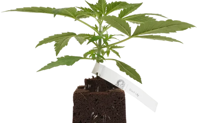 Black Lily Feminisierte Cannabispflanzen, 1 Samenpflanze – Produktabbildung des Herstellers