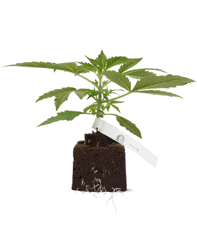 Black Lily Feminisierte Cannabispflanzen, 1 Samenpflanze – Produktabbildung des Herstellers