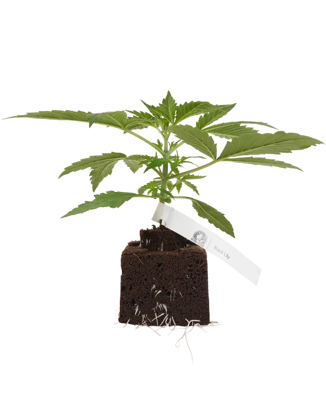 Black Lily Feminisierte Cannabispflanzen, 1 Samenpflanze – Produktabbildung des Herstellers