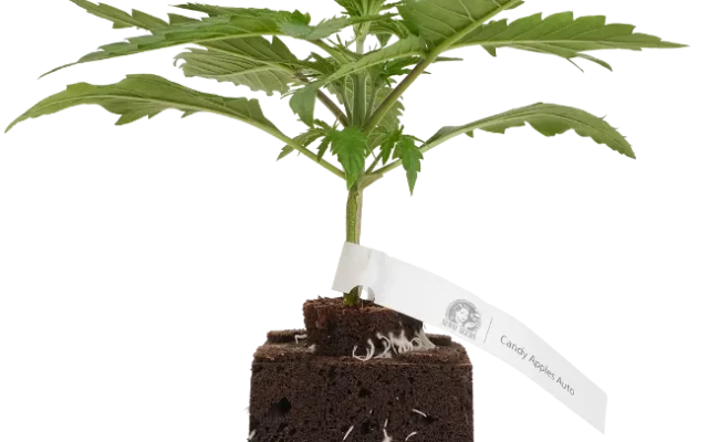 Candy Apples Automatic Cannabispflanzen, 1 Samenpflanze – Produktabbildung des Herstellers