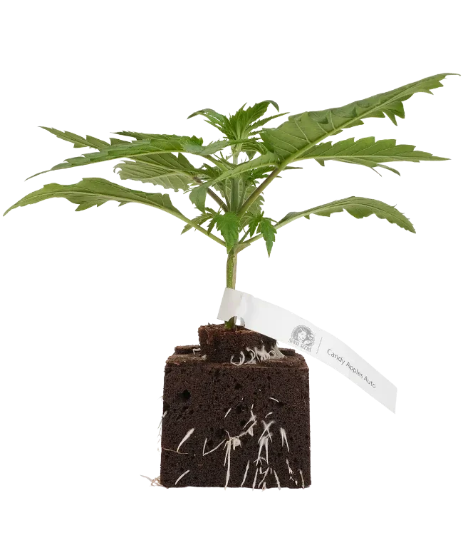 Candy Apples Automatic Cannabispflanzen, 1 Samenpflanze – Produktabbildung des Herstellers