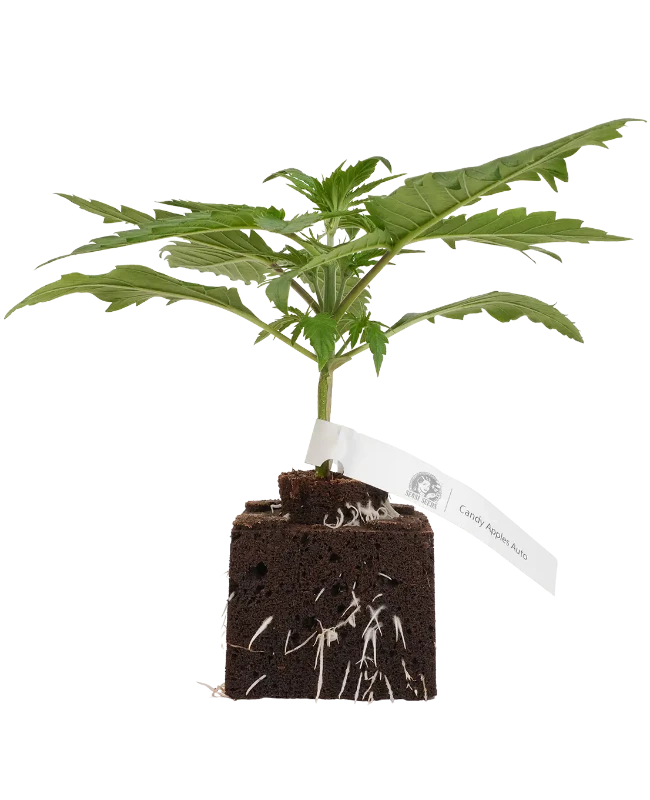 Candy Apples Automatic Cannabispflanzen, 1 Samenpflanze – Produktabbildung des Herstellers