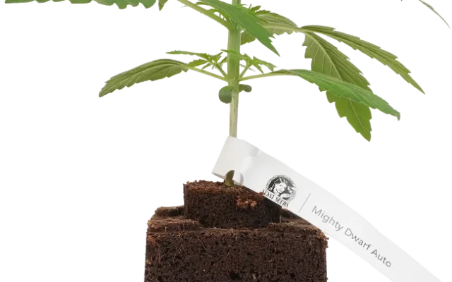 Mighty Dwarf Automatic Cannabispflanzen, 1 Samenpflanze – Produktabbildung des Herstellers