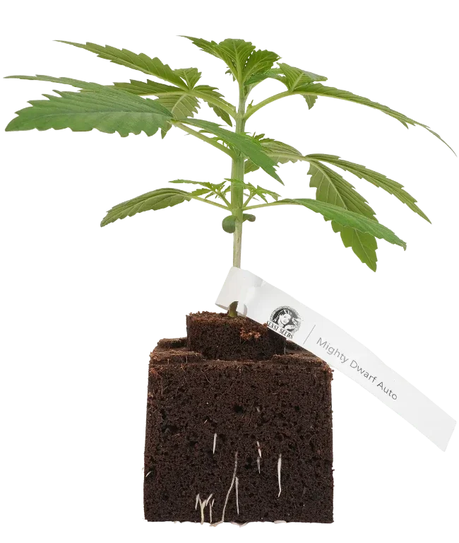Mighty Dwarf Automatic Cannabispflanzen, 1 Samenpflanze – Produktabbildung des Herstellers
