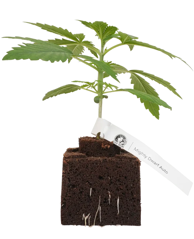 Mighty Dwarf Automatic Cannabispflanzen, 1 Samenpflanze – Produktabbildung des Herstellers