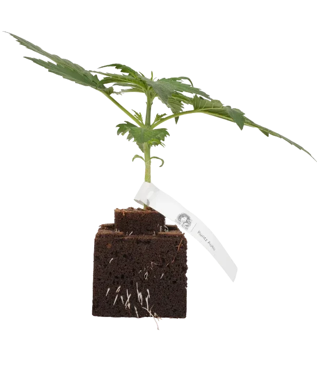 Runtz Automatic Cannabispflanzen, 1 Samenpflanze – Produktabbildung des Herstellers