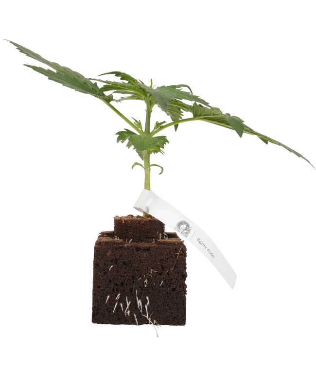 Runtz Automatic Cannabispflanzen, 1 Samenpflanze – Produktabbildung des Herstellers