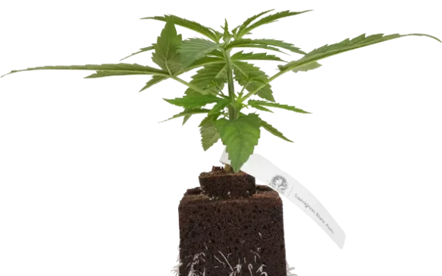 Sauvignon Blanc Automatic Cannabispflanzen, 1 Samenpflanze – Produktabbildung des Herstellers