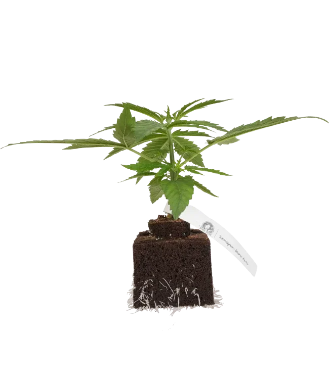 Sauvignon Blanc Automatic Cannabispflanzen, 1 Samenpflanze – Produktabbildung des Herstellers