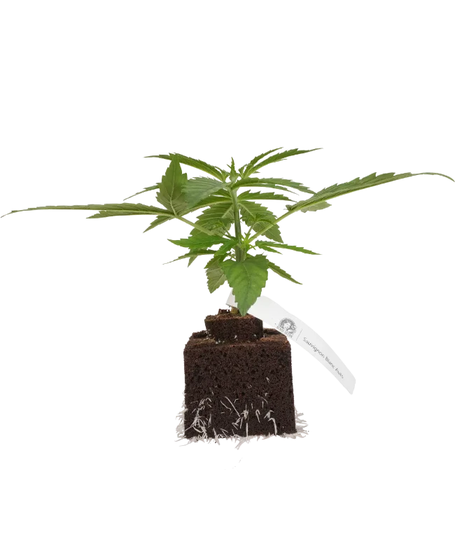 Sauvignon Blanc Automatic Cannabispflanzen, 1 Samenpflanze – Produktabbildung des Herstellers