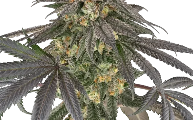Baby Gremz Feminized (Champelli) – Herstellerbild