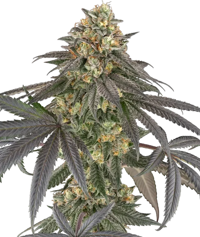 Baby Gremz Feminized (Champelli) – Herstellerbild