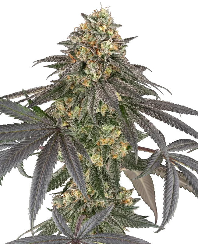 Baby Gremz Feminized (Champelli) – Herstellerbild