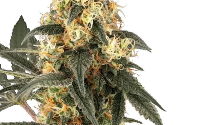 Crushed Velvet Feminized (Champelli) – Herstellerbild