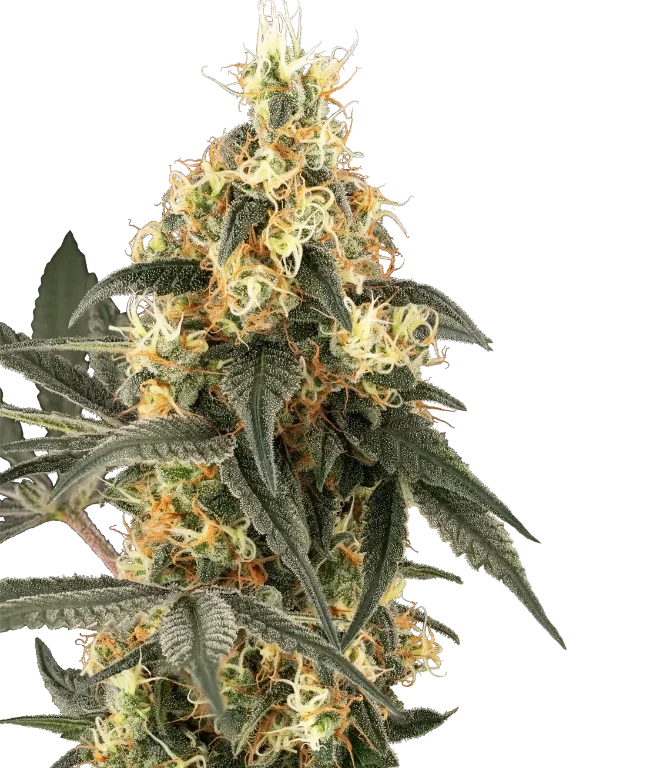 Crushed Velvet Feminized (Champelli) – Herstellerbild