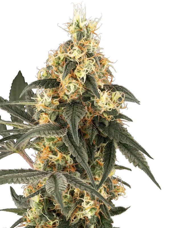 Crushed Velvet Feminized (Champelli) – Herstellerbild