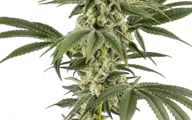 Lemon Pelli Gelato Feminized (Champelli) – Herstellerbild