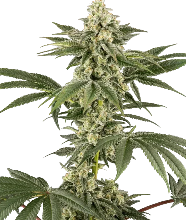 Lemon Pelli Gelato Feminized (Champelli) – Herstellerbild