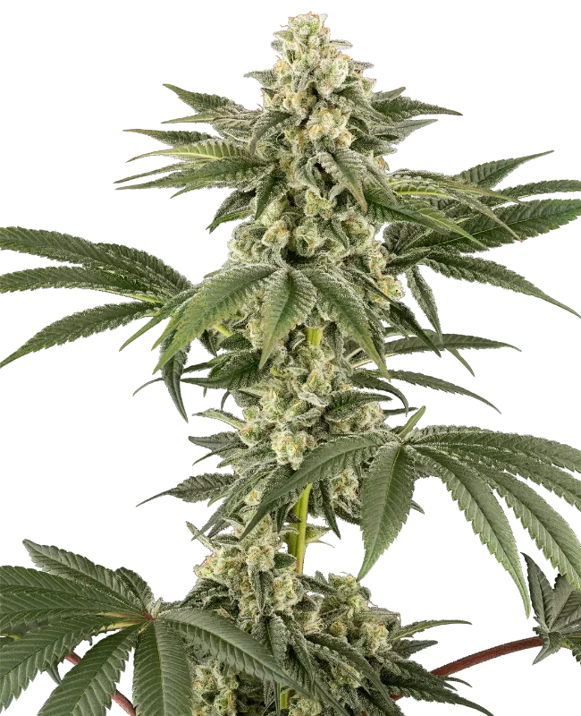 Lemon Pelli Gelato Feminized (Champelli) – Herstellerbild