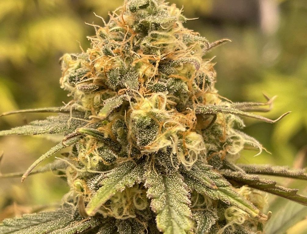 OG Kush Steckling – Produktabbildung des Herstellers