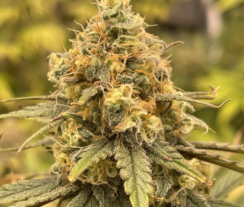 OG Kush Steckling – Produktabbildung des Herstellers