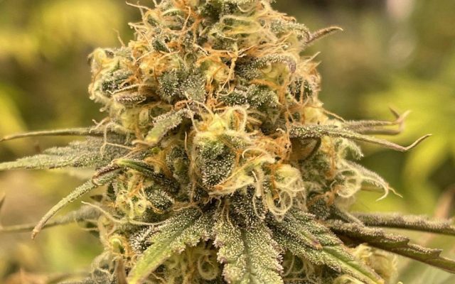 OG Kush Steckling – Produktabbildung des Herstellers