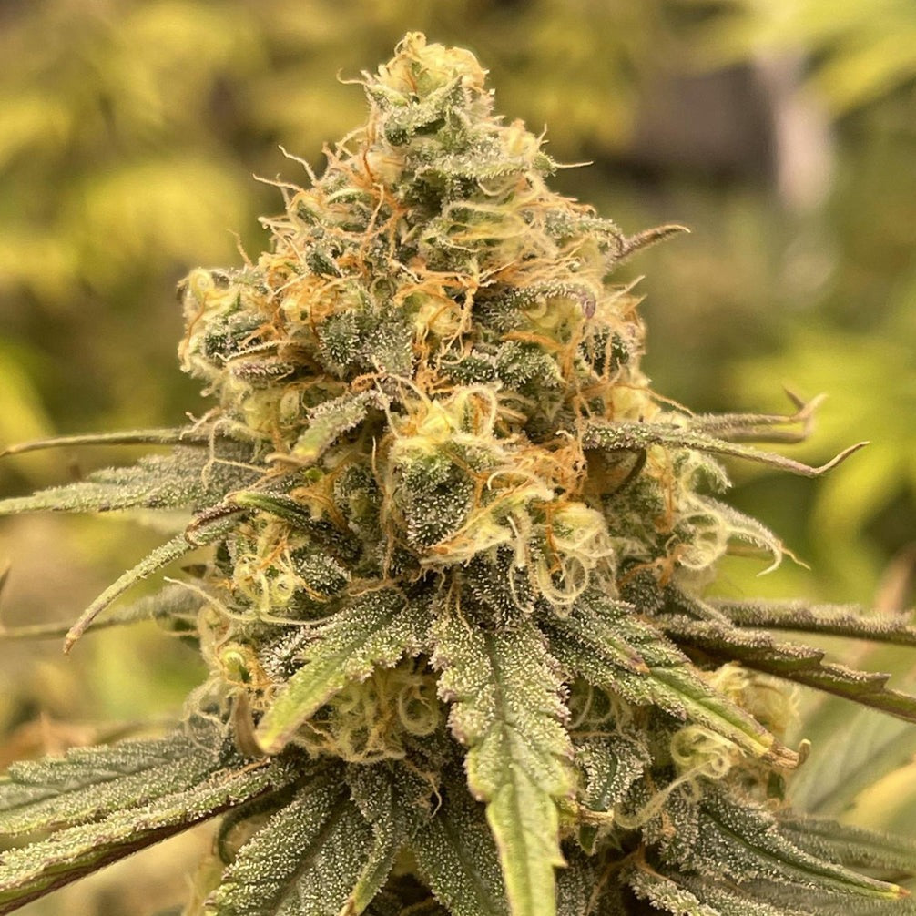 OG Kush Steckling - 1 Steckling – Produktabbildung des Herstellers