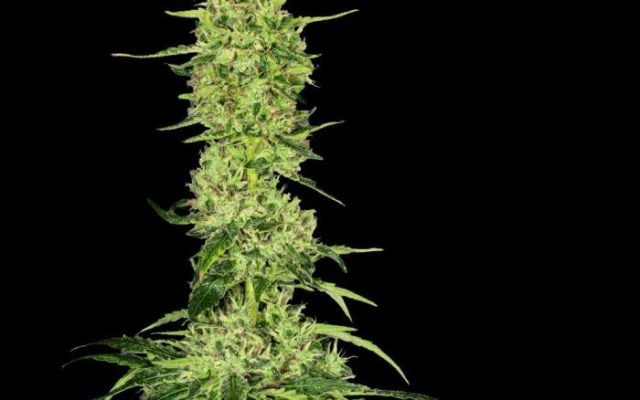 Amnesia Haze Steckling - 1 Steckling – Produktabbildung des Herstellers