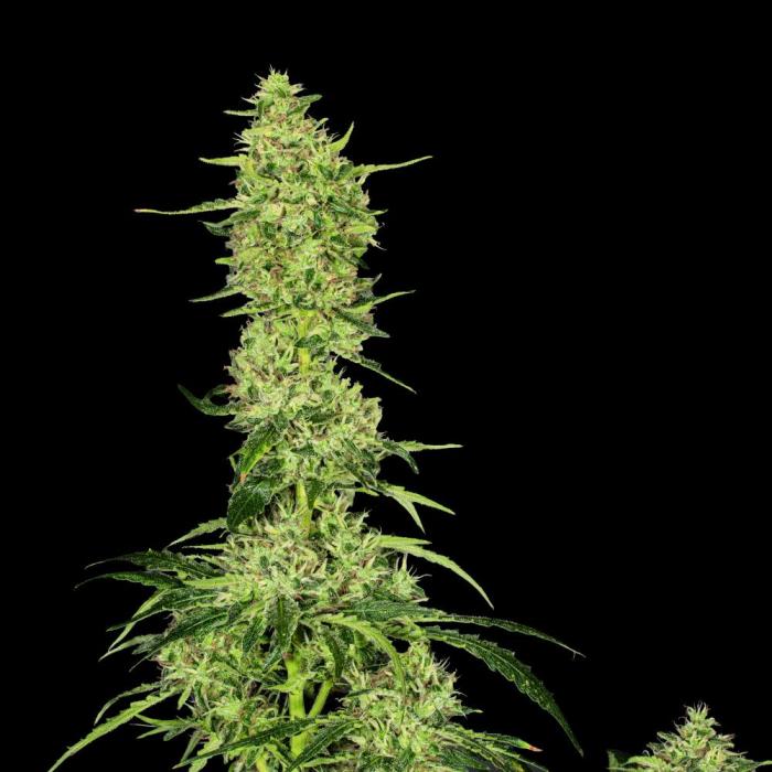 Amnesia Haze Steckling – Produktabbildung des Herstellers