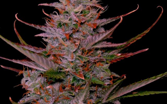 Purple Frost Steckling – Produktabbildung des Herstellers