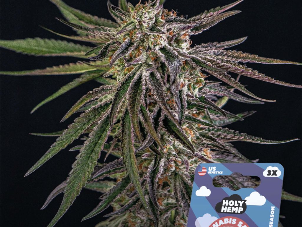 Ambrosia Kush Feminisiert – Produktabbildung des Herstellers
