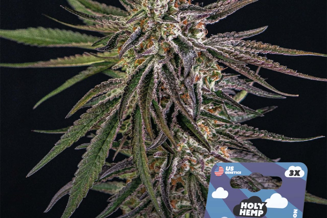 Ambrosia Kush Feminisiert – Produktabbildung des Herstellers