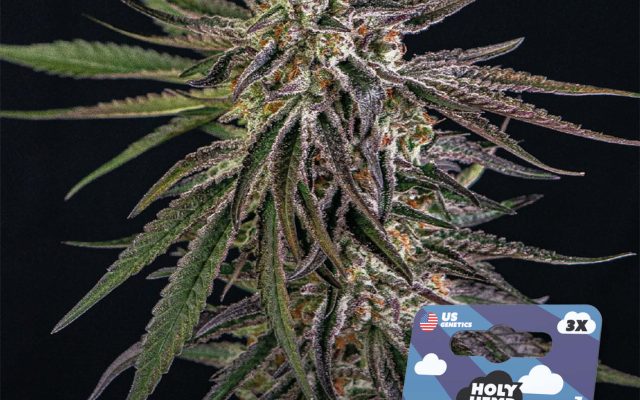 Ambrosia Kush Feminisiert – Produktabbildung des Herstellers