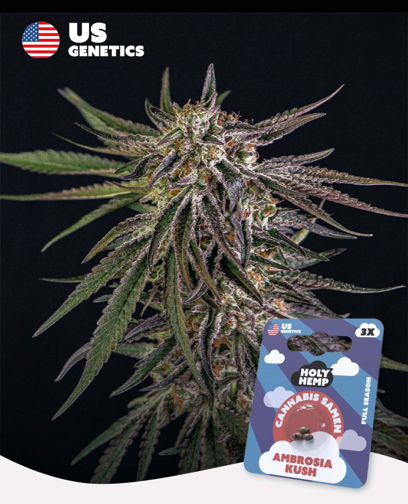 Ambrosia Kush Feminisiert – Produktabbildung des Herstellers
