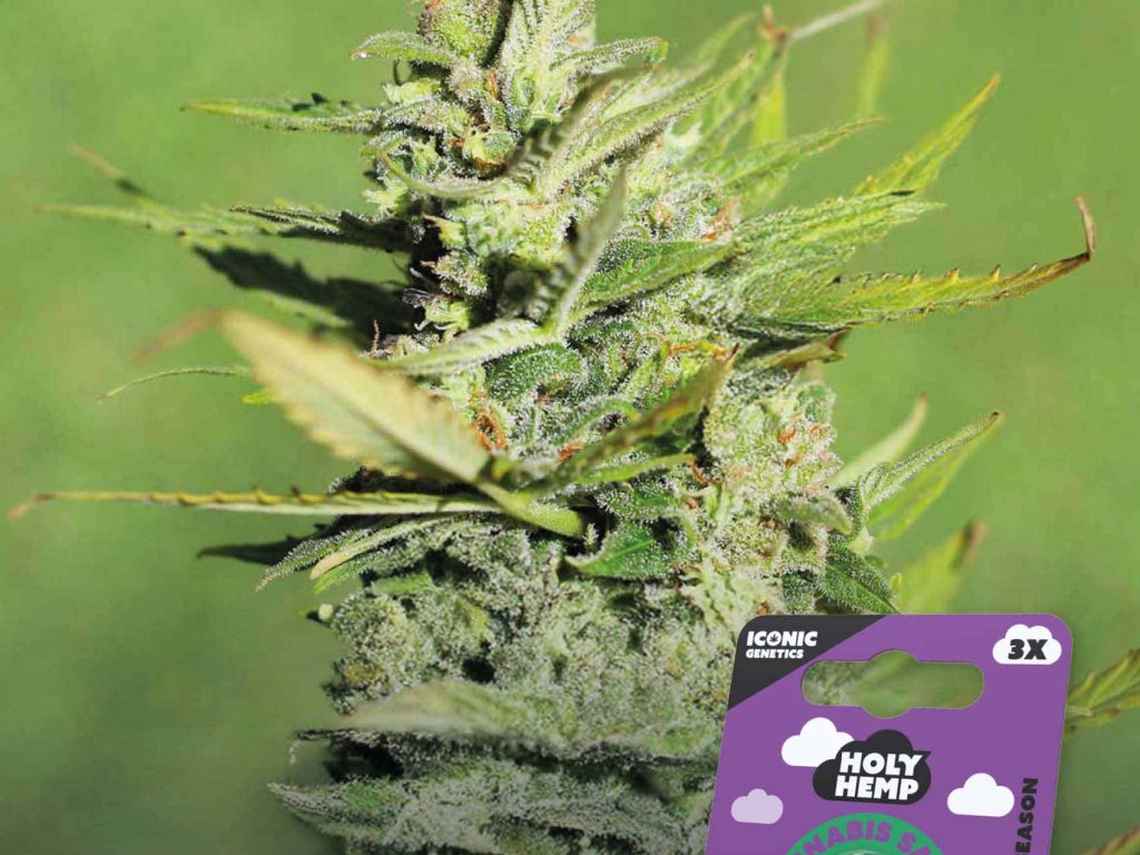 Amnesia Haze Feminisiert – Produktabbildung des Herstellers