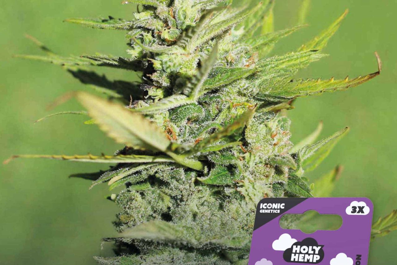 Amnesia Haze Feminisiert – Produktabbildung des Herstellers