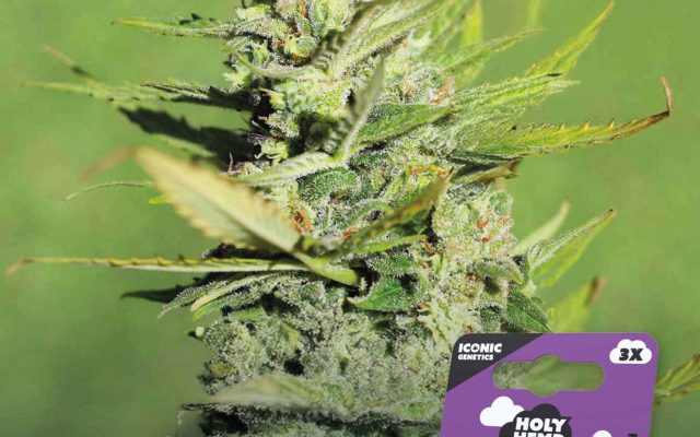 Amnesia Haze Feminisiert – Produktabbildung des Herstellers