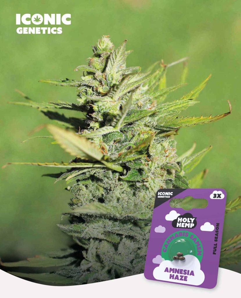 Amnesia Haze Feminisiert – Produktabbildung des Herstellers