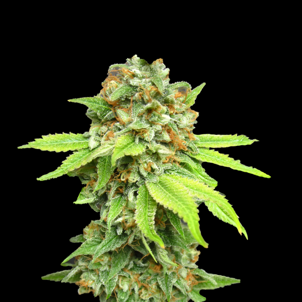 Amnesia Haze Samen Feminisiert – Produktabbildung des Herstellers