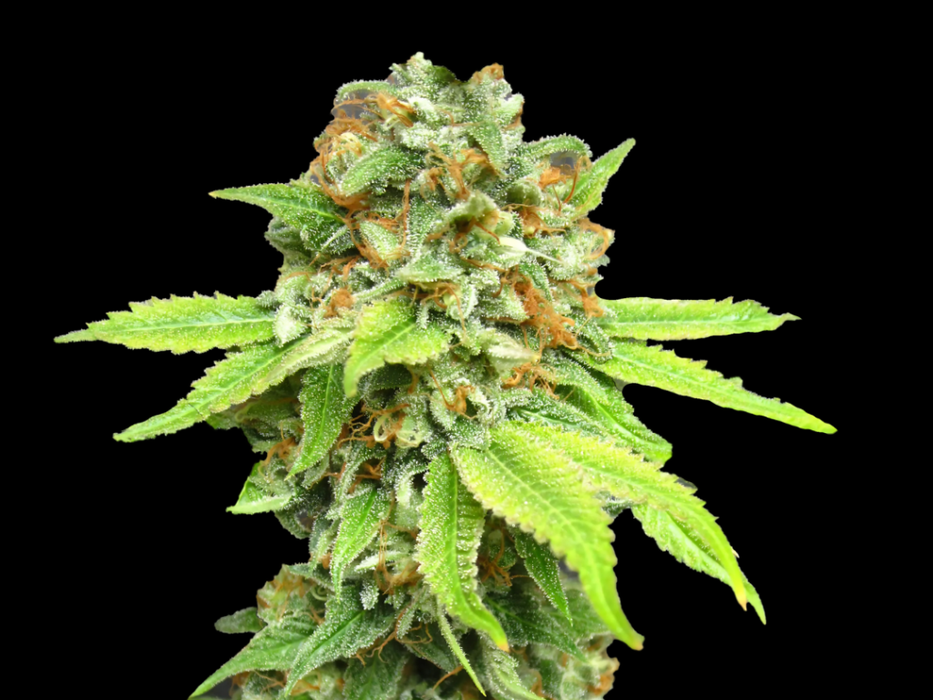 Amnesia Haze Samen Feminisiert – Produktabbildung des Herstellers