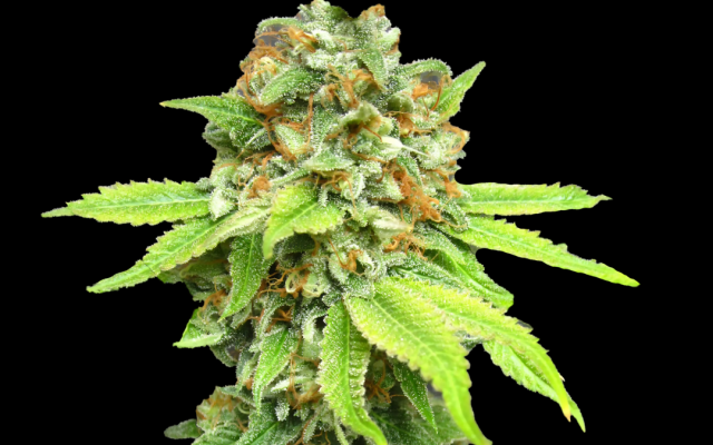 Amnesia Haze Samen Feminisiert – Produktabbildung des Herstellers