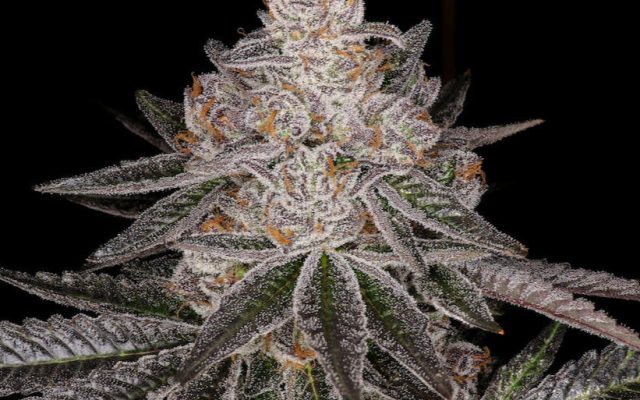 Apple Fritter Steckling - 1 Steckling – Produktabbildung des Herstellers