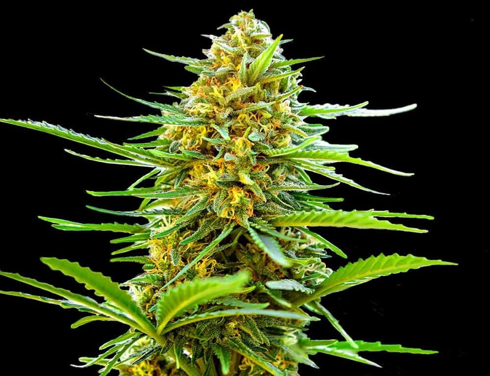 Banana Monkey Autoflower Seeds (22% THC) – Produktabbildung des Herstellers
