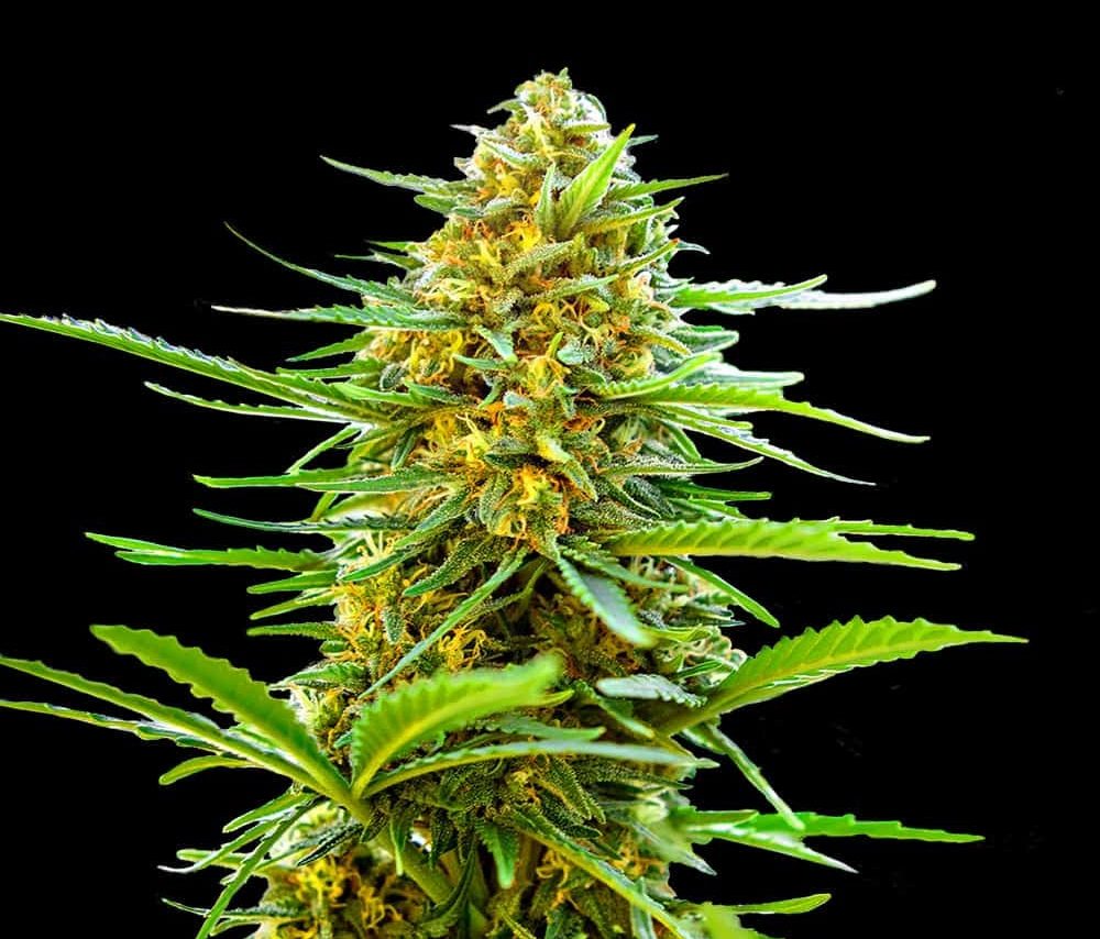 Banana Monkey Autoflower Seeds (22% THC) ?? – Produktabbildung des Herstellers